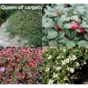 Dreikusis kaulenis - Cotoneaster procumbens QUEEN OF CARPETS