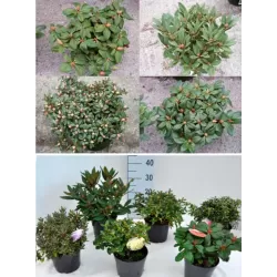 Rhododendron DORA AMATEIS