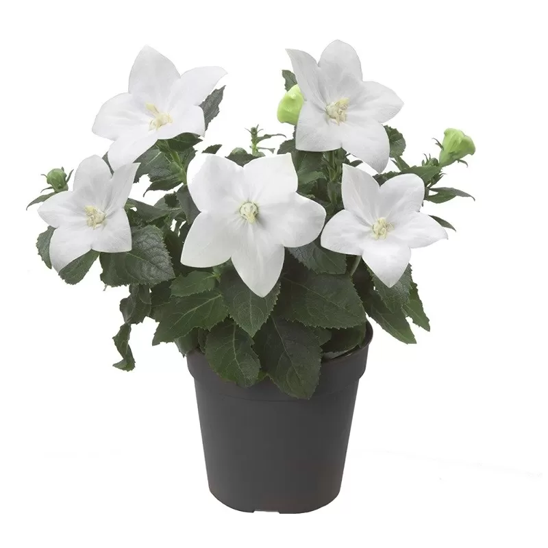 Stambiažiedis plačvarpis Astra White - Platycodon grand. Astra White