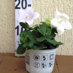 Stambiažiedis plačvarpis Astra White - Platycodon grand. Astra White