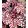 Alūnė - Heuchera x hybrida Can Can P9