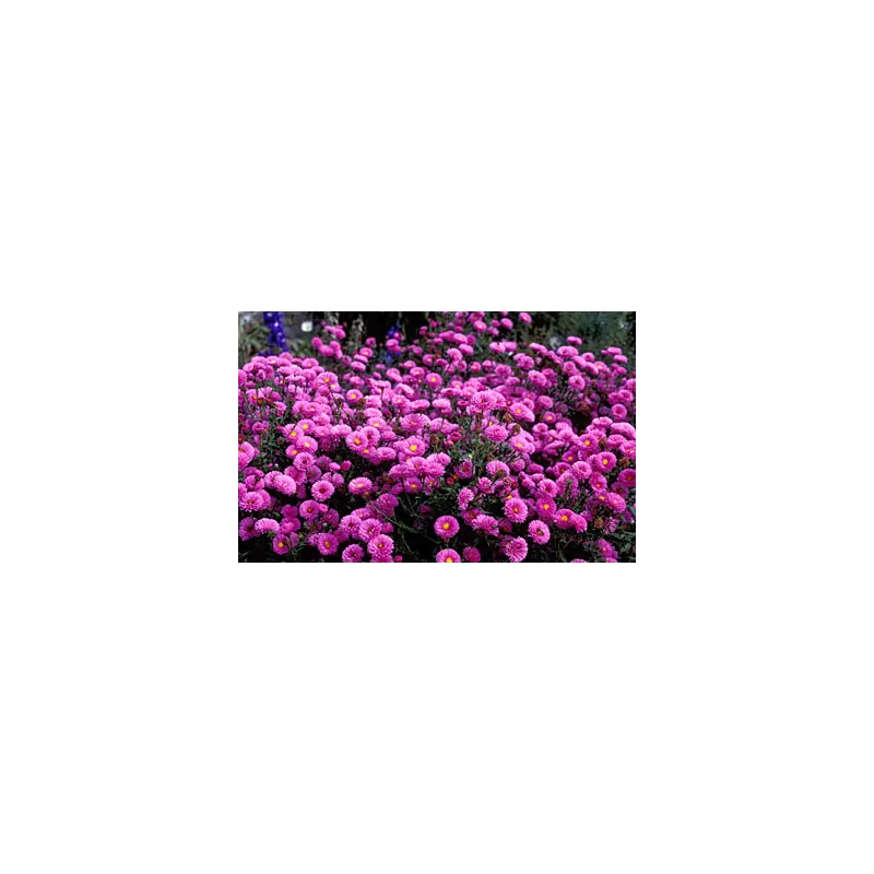 Daugiametės gėlės internetu