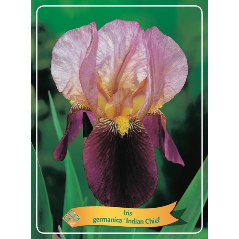 Iris germanica Indian Chief P11 (užsakius iš rudens 8 vnt. + 2 vnt. dovanų)  Roze/tamsi raudona