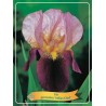 Iris germanica Indian Chief P11 (užsakius iš rudens 8 vnt. + 2 vnt. dovanų)  Roze/tamsi raudona