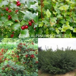 Kalninis serbentas - Ribes alpinum 'Schmidt' 1 j.bew.Sth  0/1...