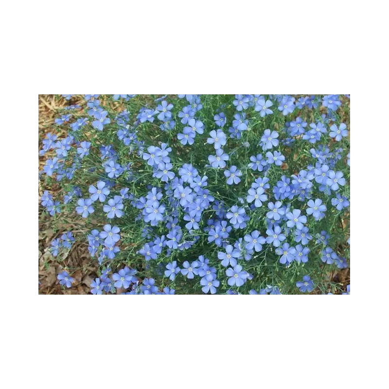 Daugiametės gėlės internetu