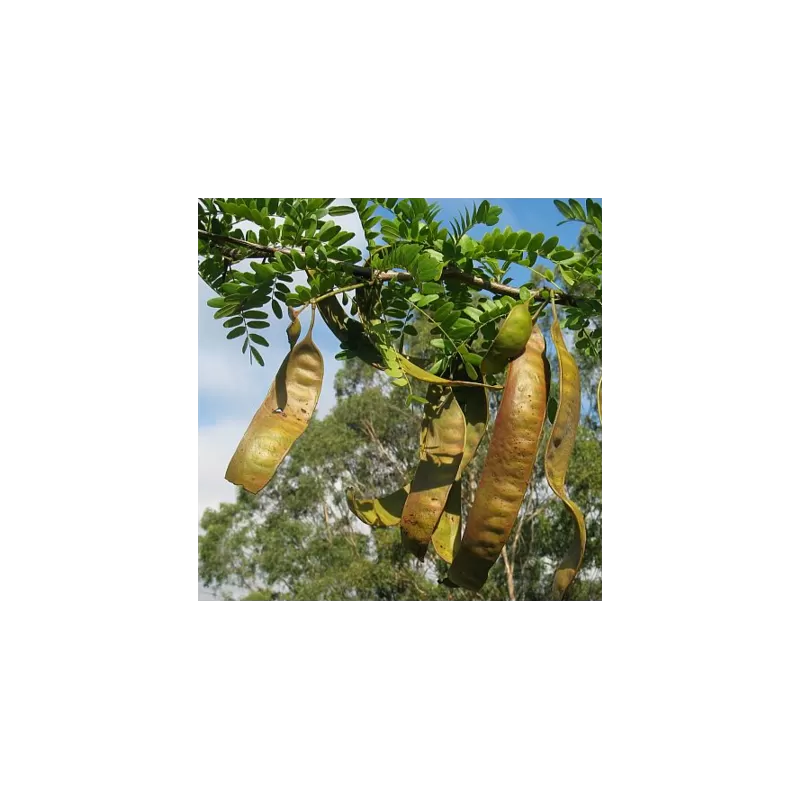 Tridyglė gledičija - Gleditsia triacanthos