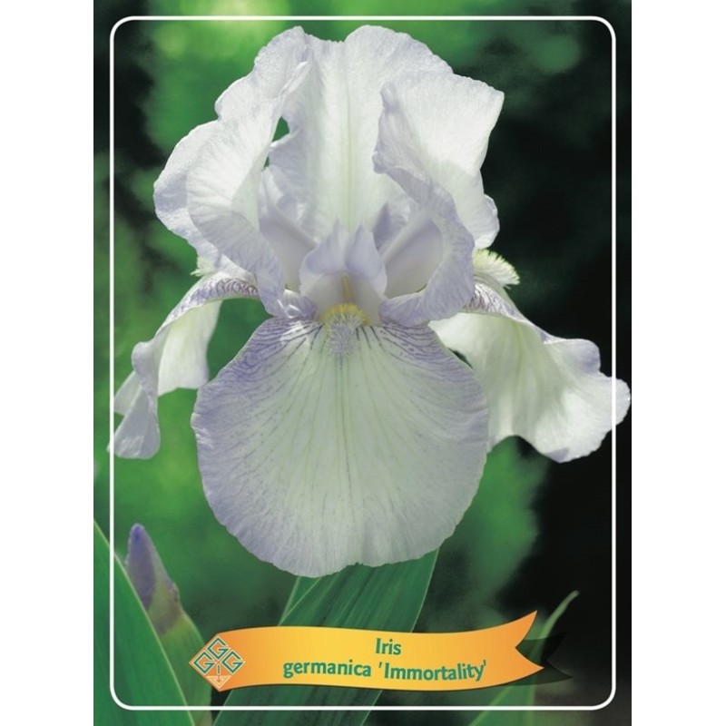 Iris germanica Immortality P11 (užsakius iš rudens 8 vnt. + 2 vnt. dovanų)  balta/šviesi mėlyna