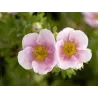 Krūminė sidabražolė (sidabrakrūmis) Potentilla f. Pink Queen