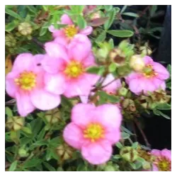 Krūminė sidabražolė (sidabrakrūmis) Potentilla f. Pink Queen