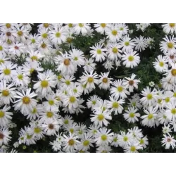 Krūminiai astrai - Aster dumosus Apollo P15