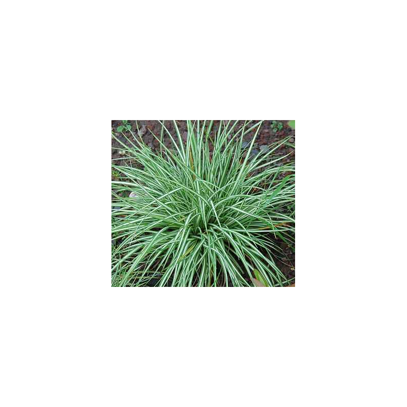 Viksva - Carex ornithopoda Variegata P17