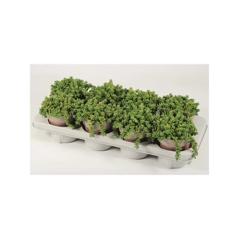 Baltažiedis šilokas - Sedum album Athoum P12 (tik didmena)