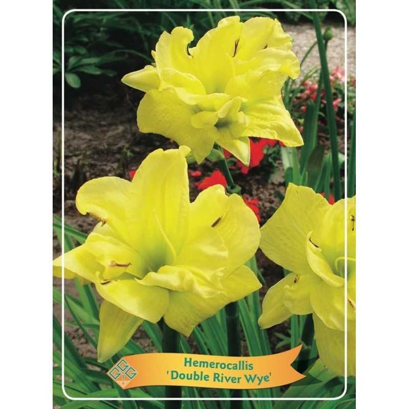 Hemerocallis Double River Wye