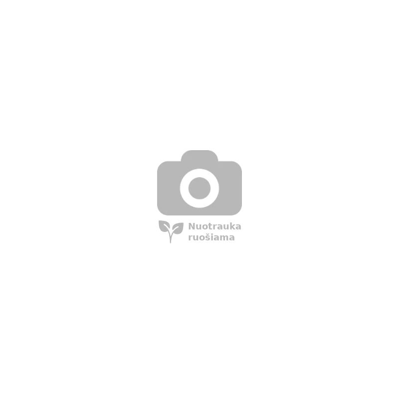 Taxus media Tymon PBR P9.5 C0.5 2 metai