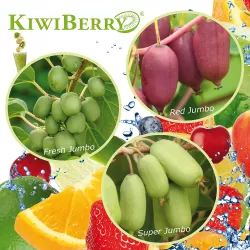 Smailialapė aktinidija (mot) - Actinidia arguta KiwiBerry® RED JUMBO® 2 METAI C0.5L
