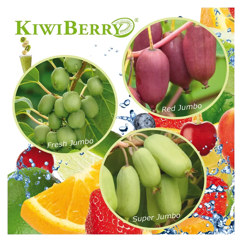 Smailialapė aktinidija (mot) - Actinidia arguta KiwiBerry® RED JUMBO® 2 METAI C0.5L