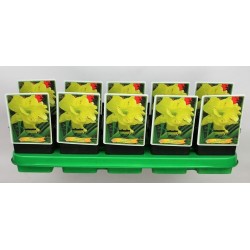 Hemerocallis Double River Wye