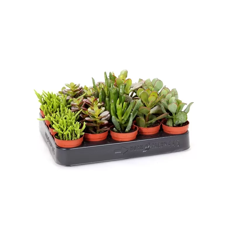 Storalapių (crassula) rinkinys p5 x20