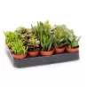 Storalapių (crassula) rinkinys p5 x20