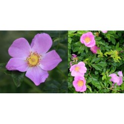 Rožė - Rosa virginiana 1+1 50-80 CM x1 (perkant 4 vnt. + 1...