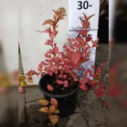 Garden plants/Trees/Flowers/ web-shop