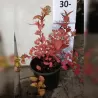 Garden plants/Trees/Flowers/ web-shop