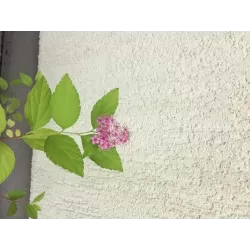 Garden plants/Trees/Flowers/ web-shop