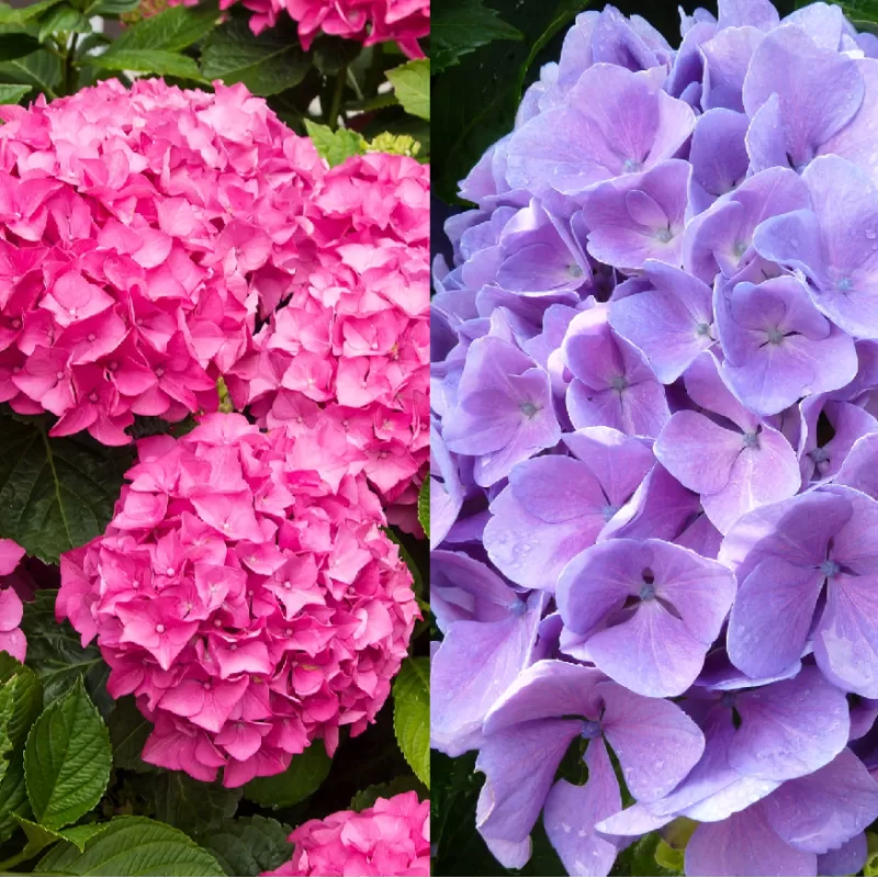 Darželinė hortenzija - Hydrangea macrophylla FREUDENSTEIN