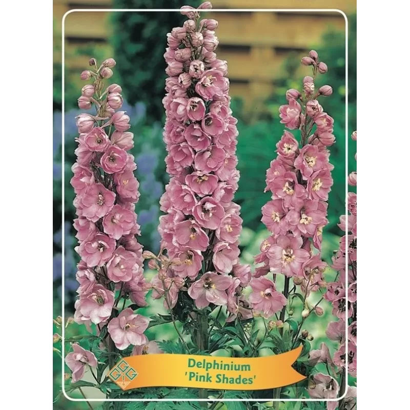 Pentinius - Delphinium PINK SHADES
