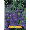 Delphinium levandų sp. White Bee P11 (užsakius iš rudens 8 vnt. + 2 vnt. dovanų)  purpurinė