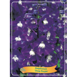 Delphinium Deep Purple P11 (užsakius iš rudens 8 vnt. + 2 vnt. dovanų)  purpurinė