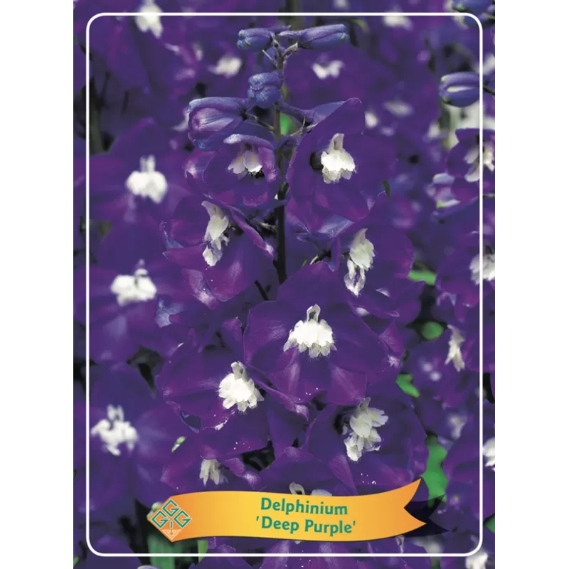 Delphinium DEEP PURPLE