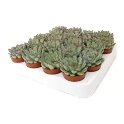 Echeveria pulidonis (pelisuda) 5,5Ø 5cm augintojas Edelcactus bv x20
