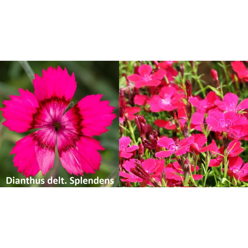 Gvazdikas - Dianthus pinifolius