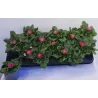 Daugiametė saulutė - Bellis perennis P9 gyva foto 2022-01-22 siunčiame iškart