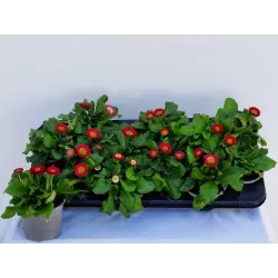Daugiametė saulutė - Bellis perennis P9