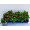 Daugiametė saulutė - Bellis perennis P9