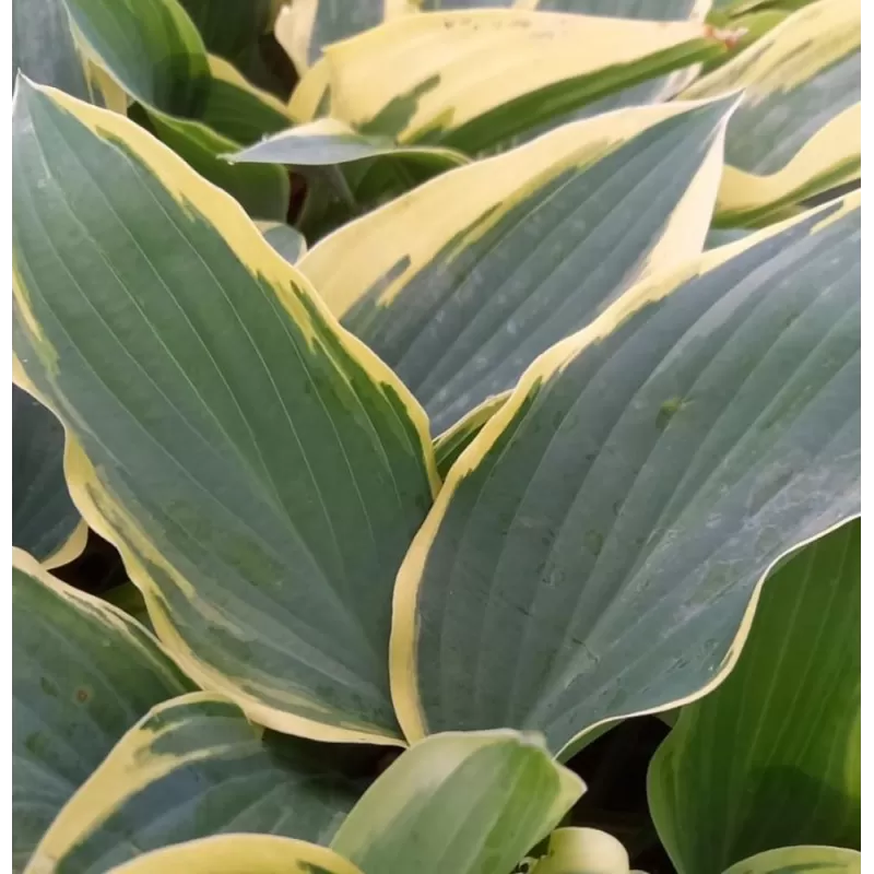 Melsvė - Hosta Bobcat