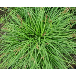 Viksva - Carex caryophyllea The Beatles P17