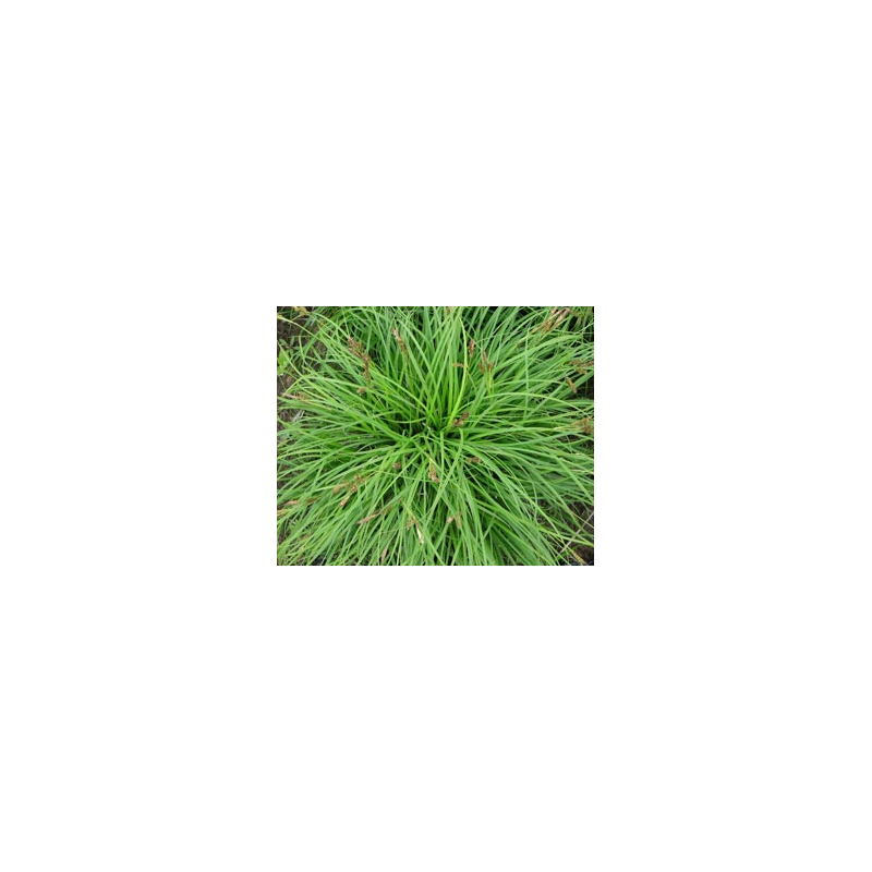 Viksva - Carex caryophyllea The Beatles P17