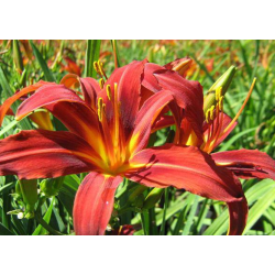 Daugiametės gėlės internetu