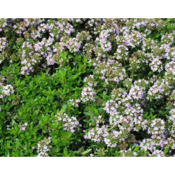 Citrininis čiobrelis - Thymus x citriodorus  BERTRAM ANDERSON...