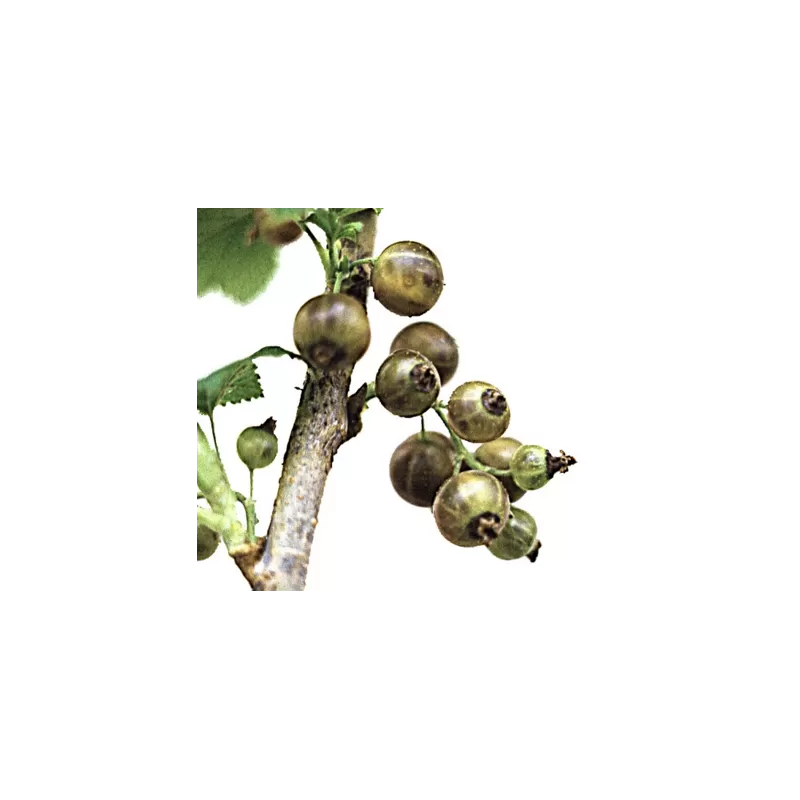 Juodieji serbentai (margavaisiai, gintariniai) - Ribes nigrum OJEBLANC