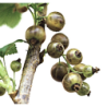 Juodieji serbentai (margavaisiai, gintariniai) - Ribes nigrum OJEBLANC P16C3 30+CM 2-4 st