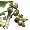 Juodieji serbentai (margavaisiai, gintariniai) - Ribes nigrum OJEBLANC
