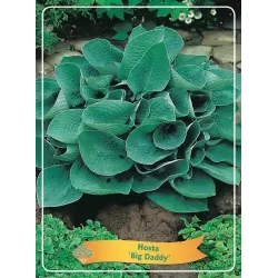 Hosta Big Daddy P11 (užsakius iš rudens 8 vnt. + 2 vnt. dovanų) mėlyna blad
