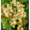 Baltieji serbentai - Ribes sativum Witte Hollander P16C3 50-80 CM  STEM20-40 CM 1st A2 kokybė