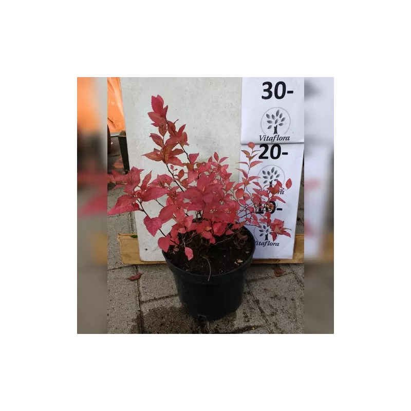 Japoninė lanksva - Spiraea japonica Goldmound 2METAI (dauginta auginiais) 0/1/1 P9/C0.5L vazone