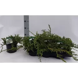 Žvynuotasis kadagys 'Blue Carpet' - Juniperus squamata